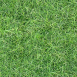 Grass Textures lawn