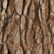 Pine Bark Textures 6